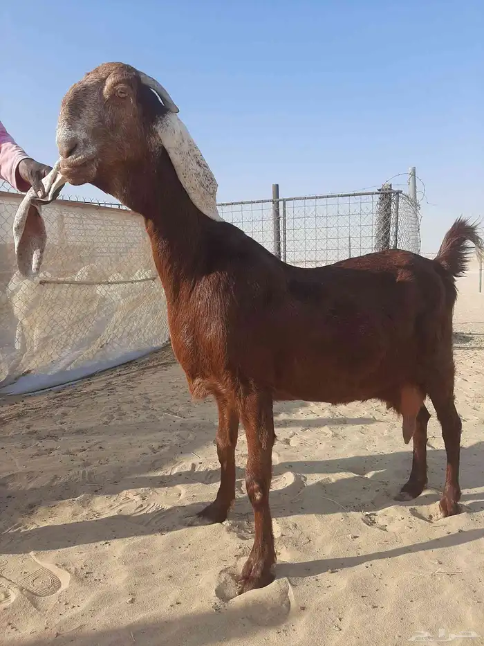 عنز مطوره خصم الخصم 1