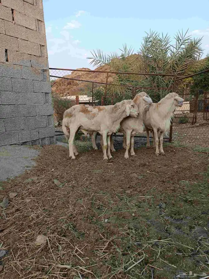 فحول حريه على جميع الشروط السن واحد ثني والبقيه رباع 8
