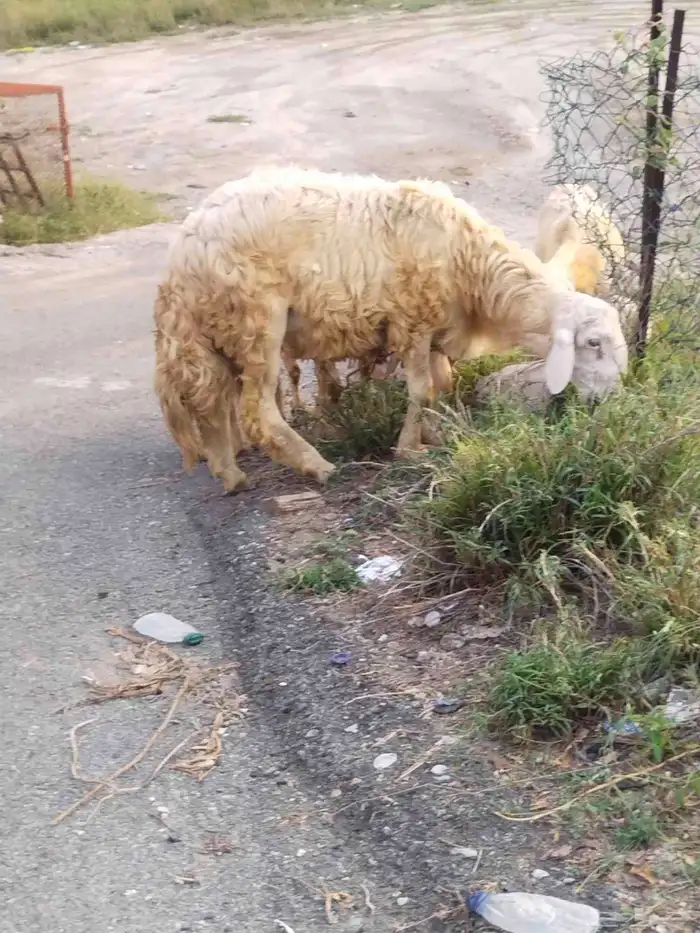 خروف فحل حري للبيع 0