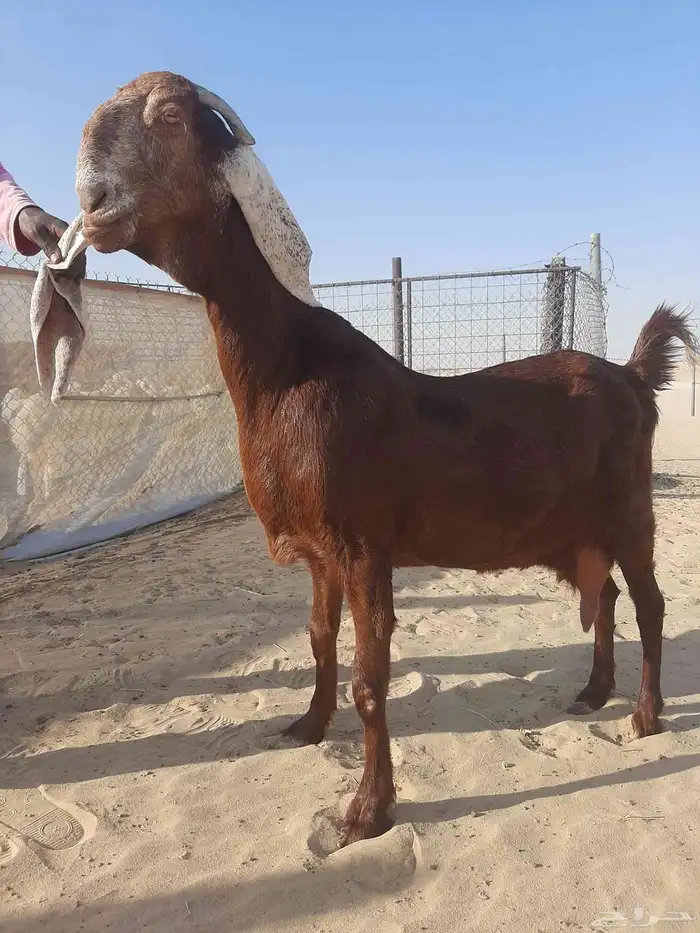 عنز مطوره خصم الخصم 0