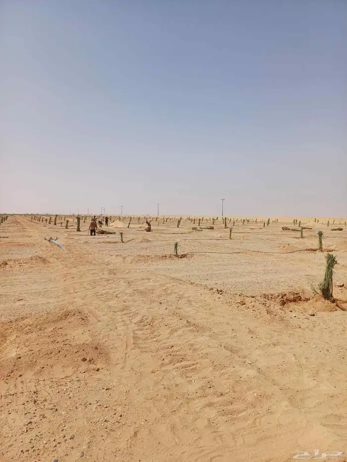 يوجد لدينا فسايل نخيل خلاص حساء 7