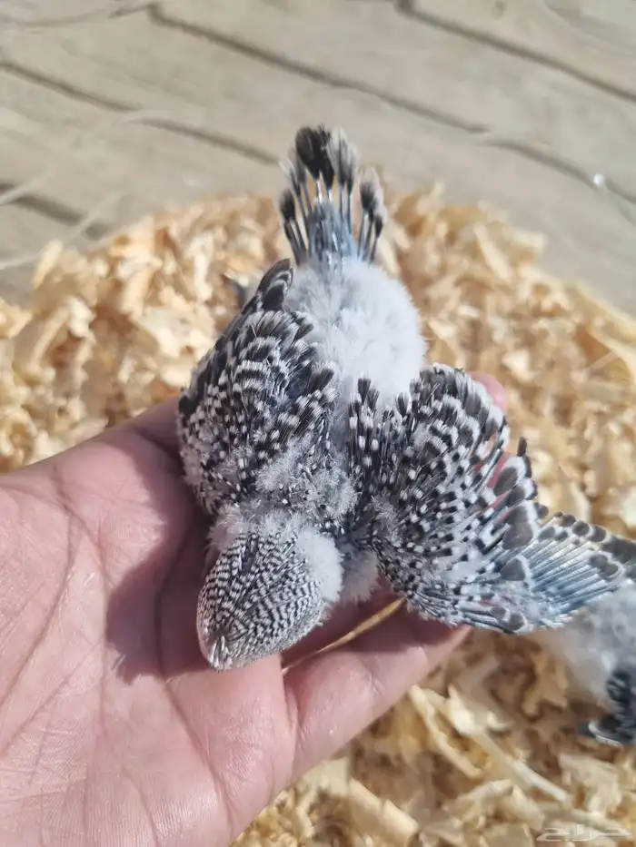 فروخ انجليزي وهوقو وفرخ كروان البينو 3