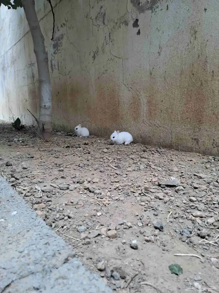 فروخ أرانب قزم 8