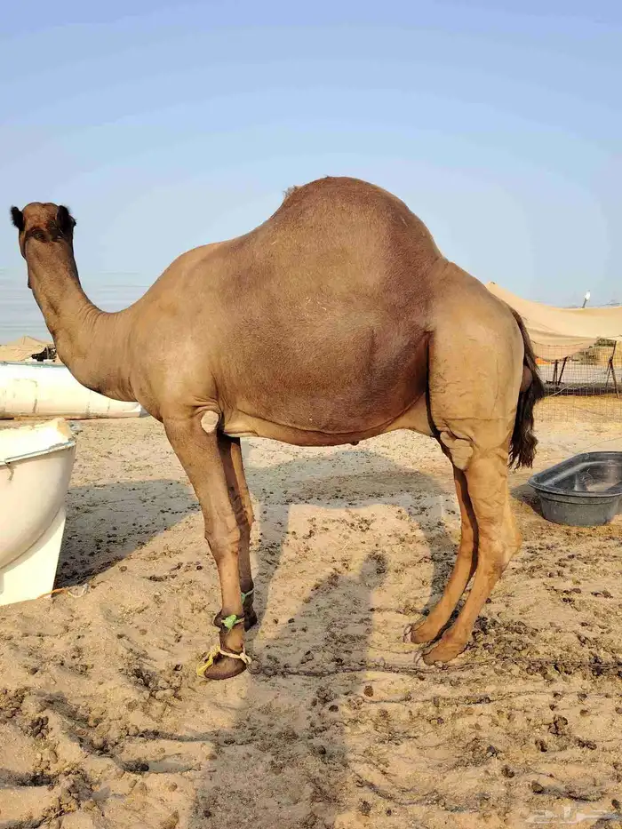 بعير فحل 1