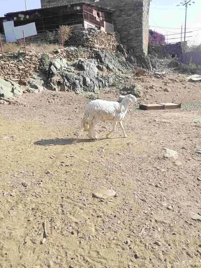 مراح راس الطير index