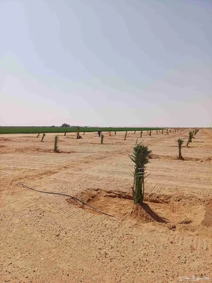 يوجد لدينا فسايل نخيل خلاص حساء 4