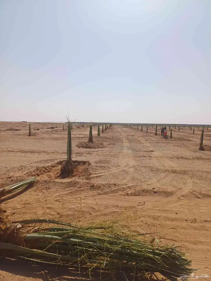 يوجد لدينا فسايل نخيل خلاص حساء 5