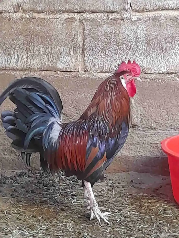 ادياك للبيع الواحد 60 ريال 0