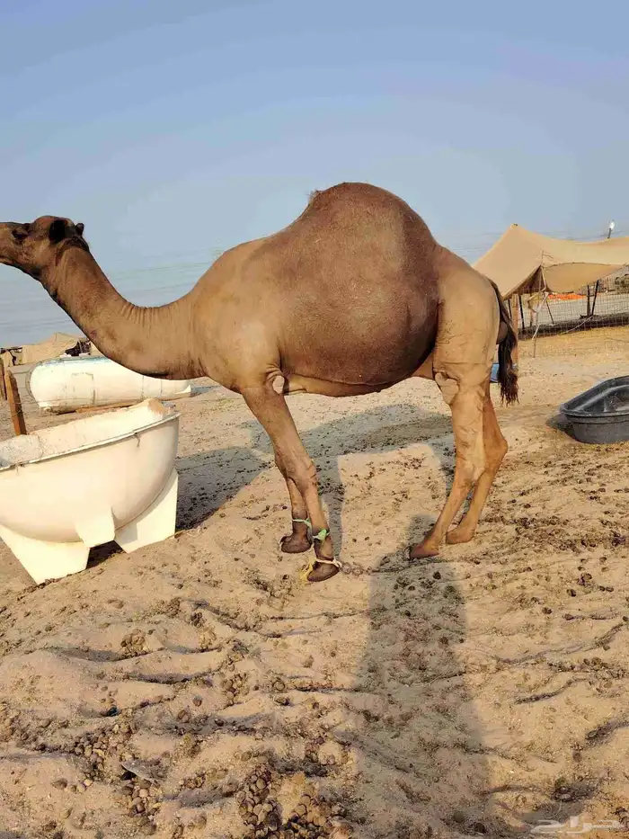 بعير فحل 2