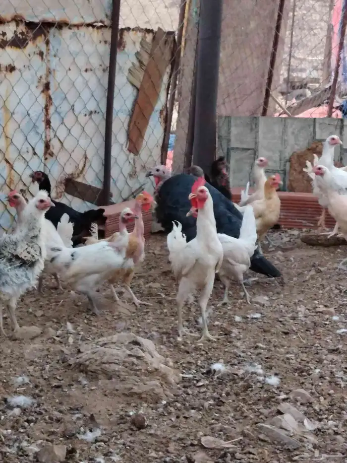 دجاج للبيع 3