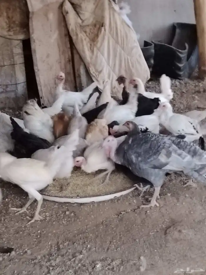 دجاج للبيع 4