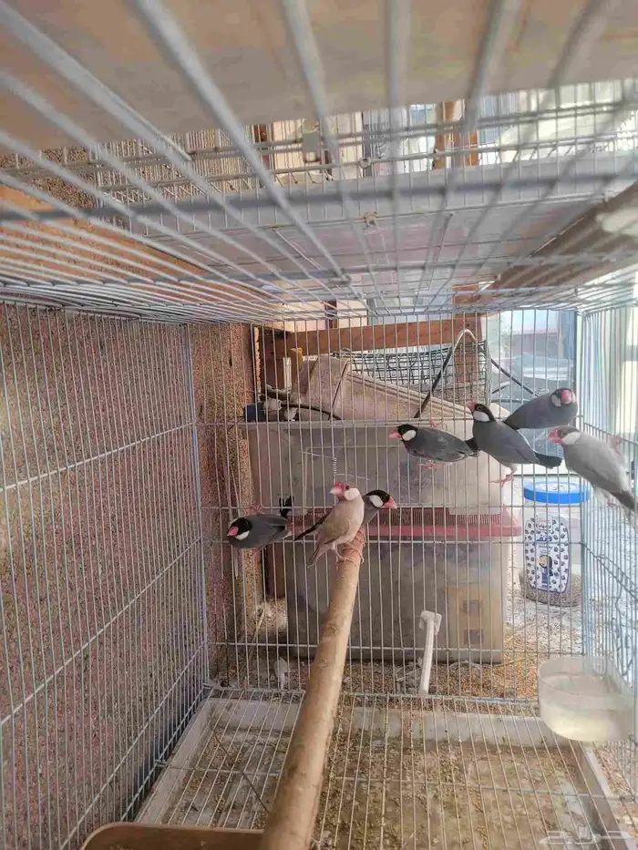 طيور جاوا فنش 0