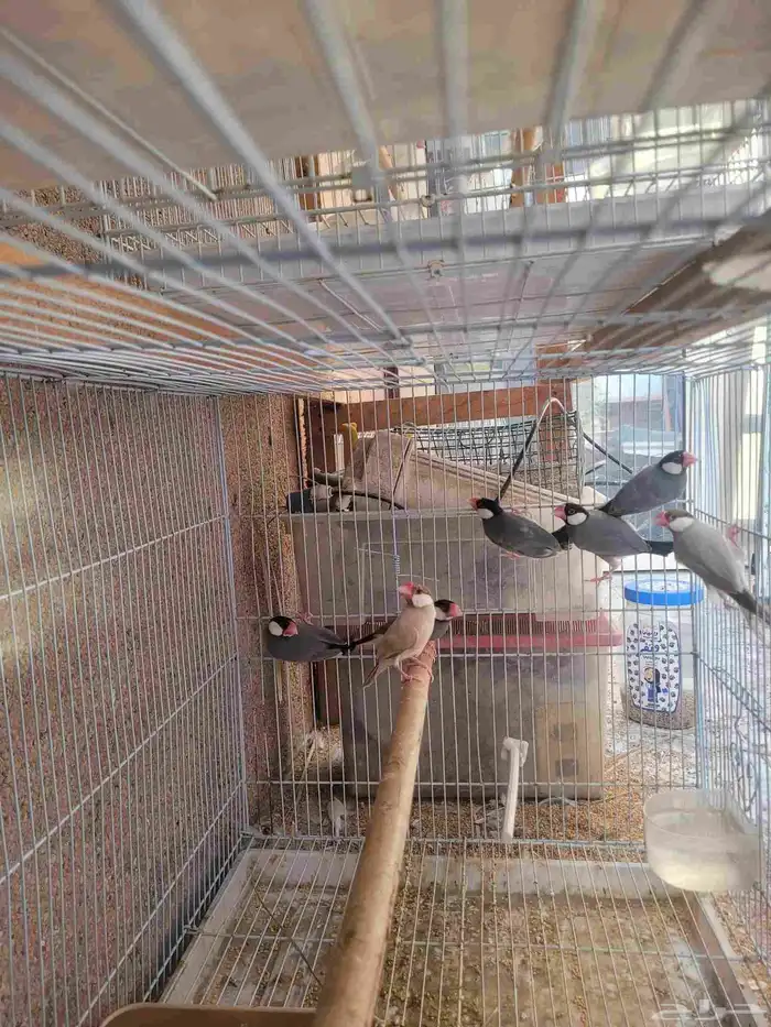 طيور جاوا فنش 1