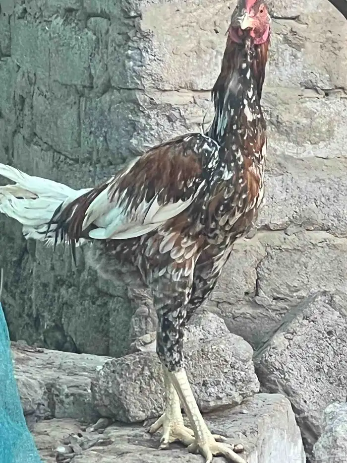 دجاج باكستاني للبيع 5