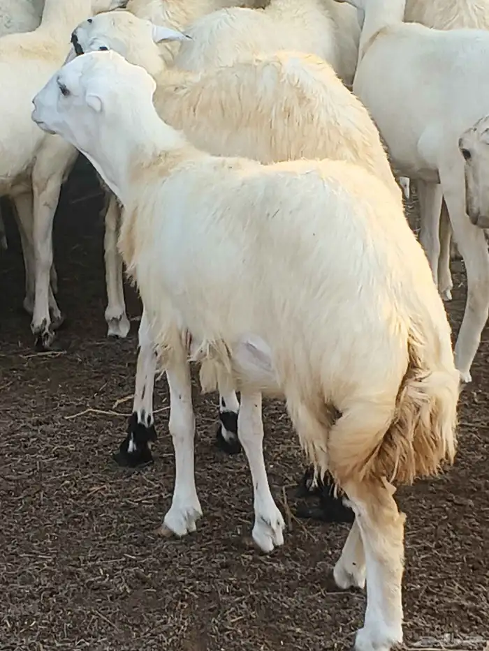 أعراض لكم رخال بلدي بضاعة طيبة 6