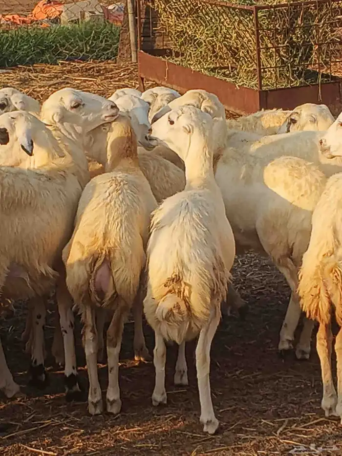 أعراض لكم رخال بلدي بضاعة طيبة 4