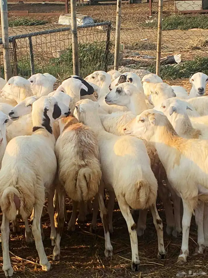 أعراض لكم رخال بلدي بضاعة طيبة 1