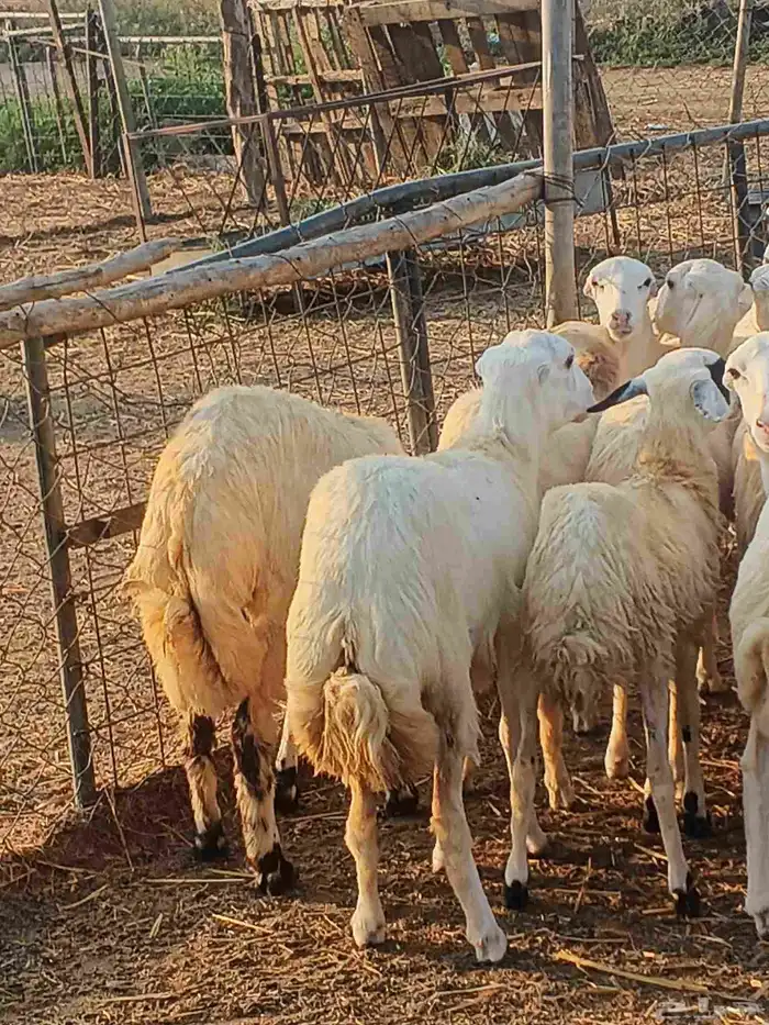 أعراض لكم رخال بلدي بضاعة طيبة 2