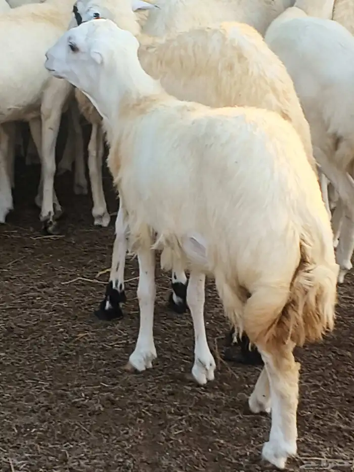 أعراض لكم رخال بلدي بضاعة طيبة 8