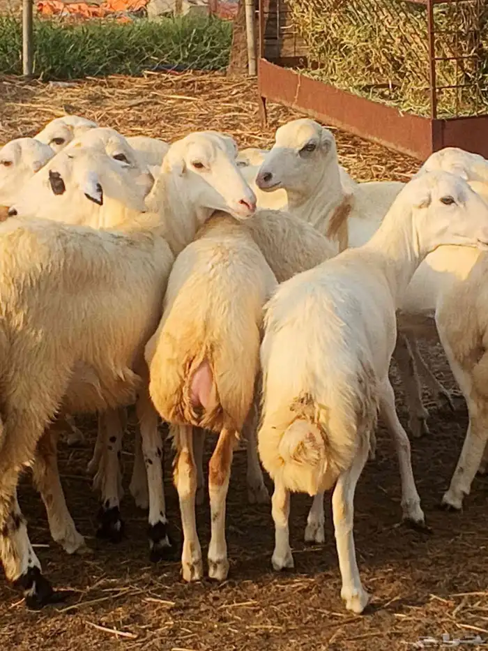 أعراض لكم رخال بلدي بضاعة طيبة 3