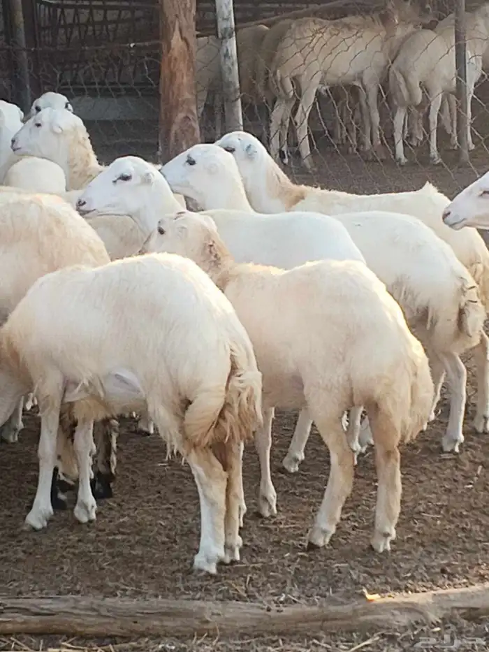 أعراض لكم رخال بلدي بضاعة طيبة 9