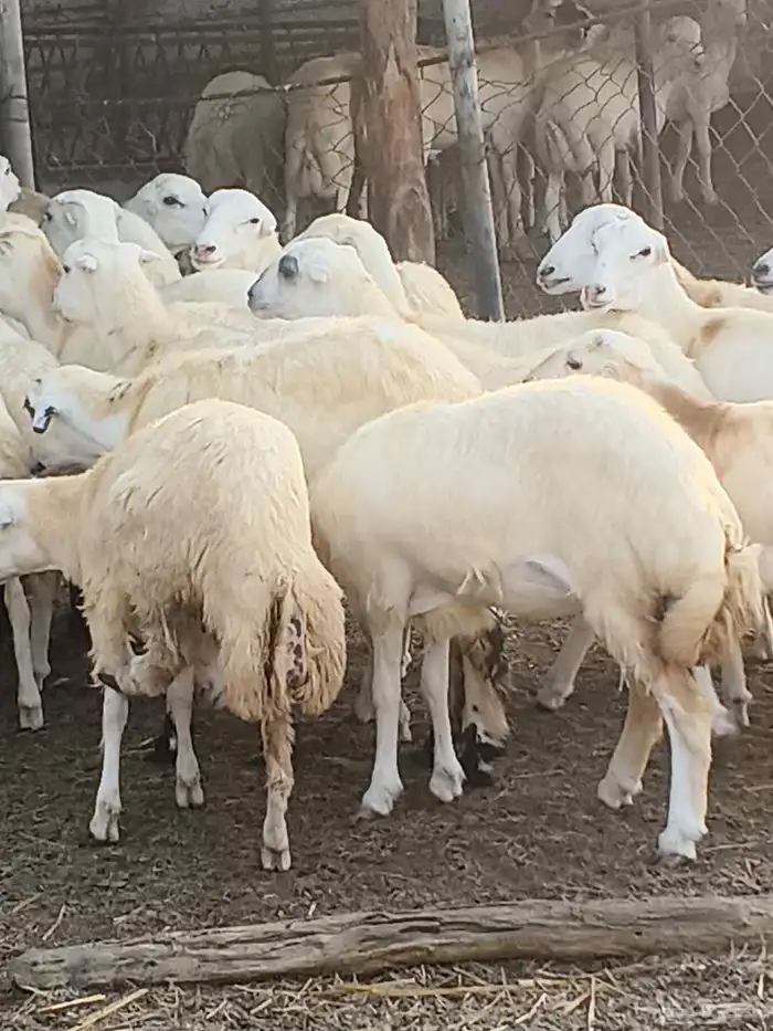 أعراض لكم رخال بلدي بضاعة طيبة 7