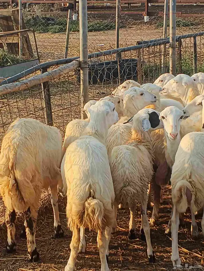 أعراض لكم رخال بلدي بضاعة طيبة 0