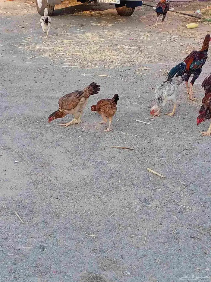 دجاج باكستاني للبيع 4