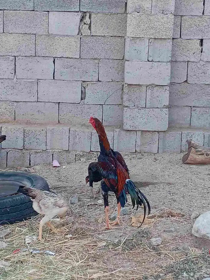 دجاج باكستاني للبيع 5