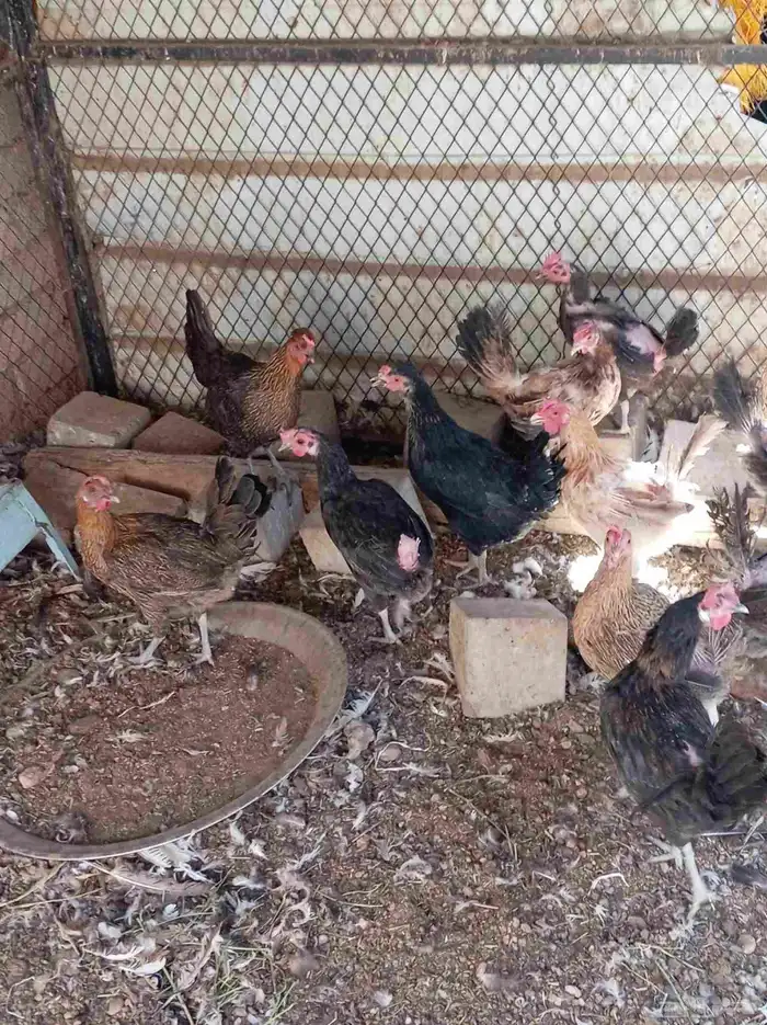 دجاج بلدي 2