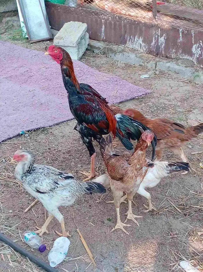 دجاج باكستاني للبيع 0
