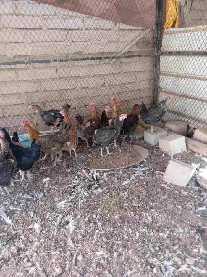 دجاج بلدي 5