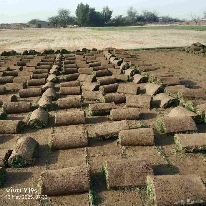 نجيل طبيعي 1