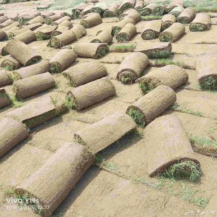 نجيل طبيعي 2