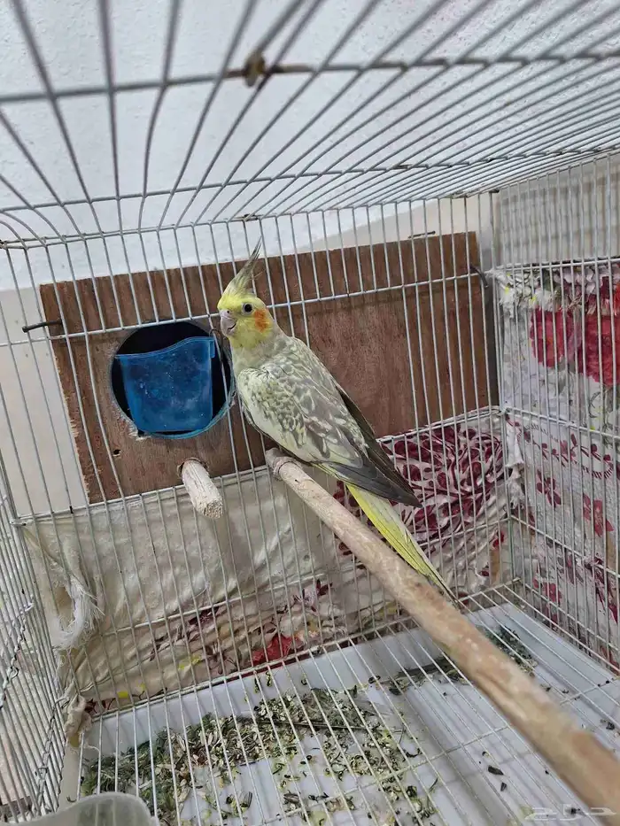 أنثى كروان فراشه 1