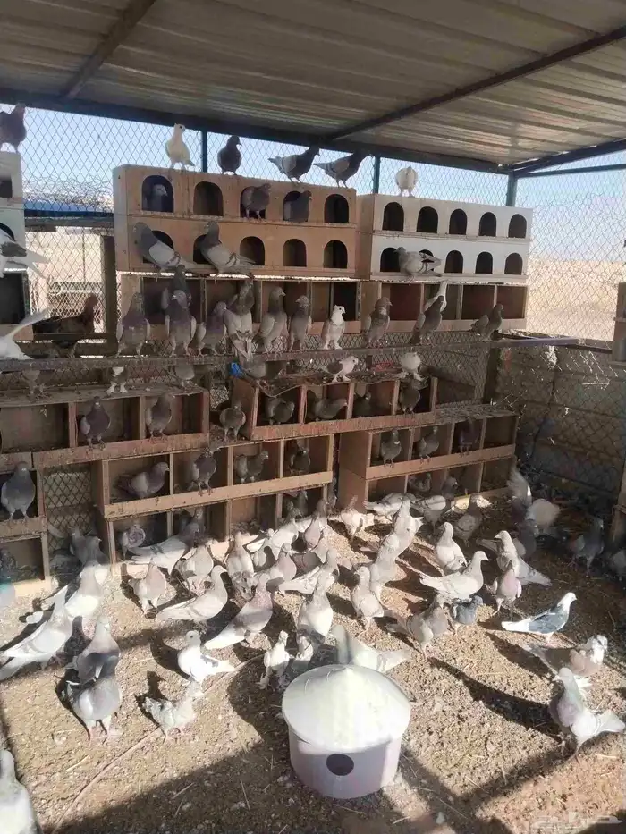للبيع حمام فرنسي 1