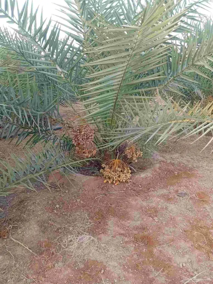 يوجد الدنيا نخل للبيع اخلاص مثمر 2