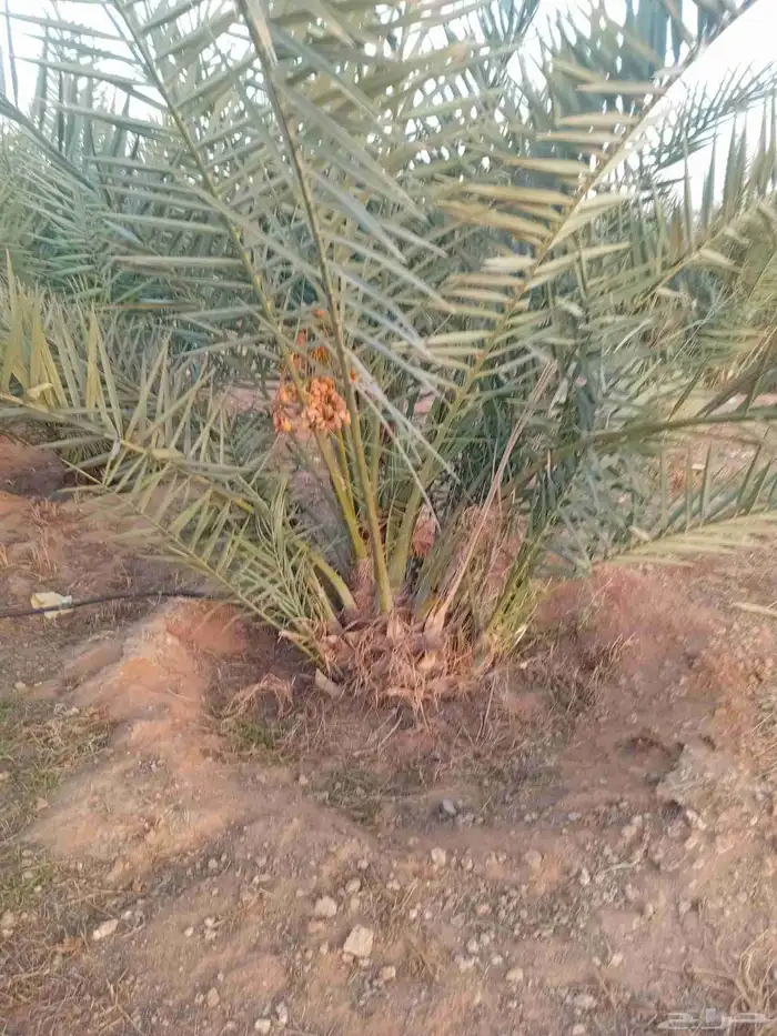 يوجد الدنيا نخل للبيع اخلاص مثمر 1