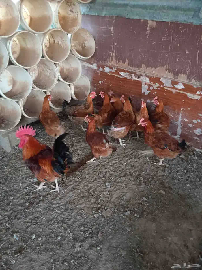 دجاج تركي احمر 0