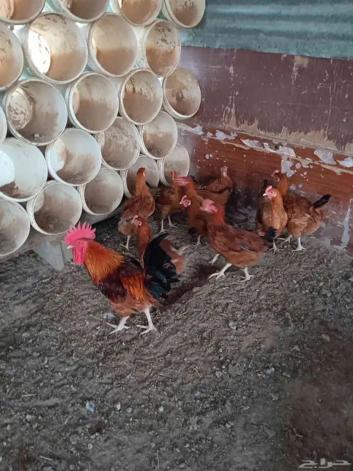 دجاج تركي احمر 1