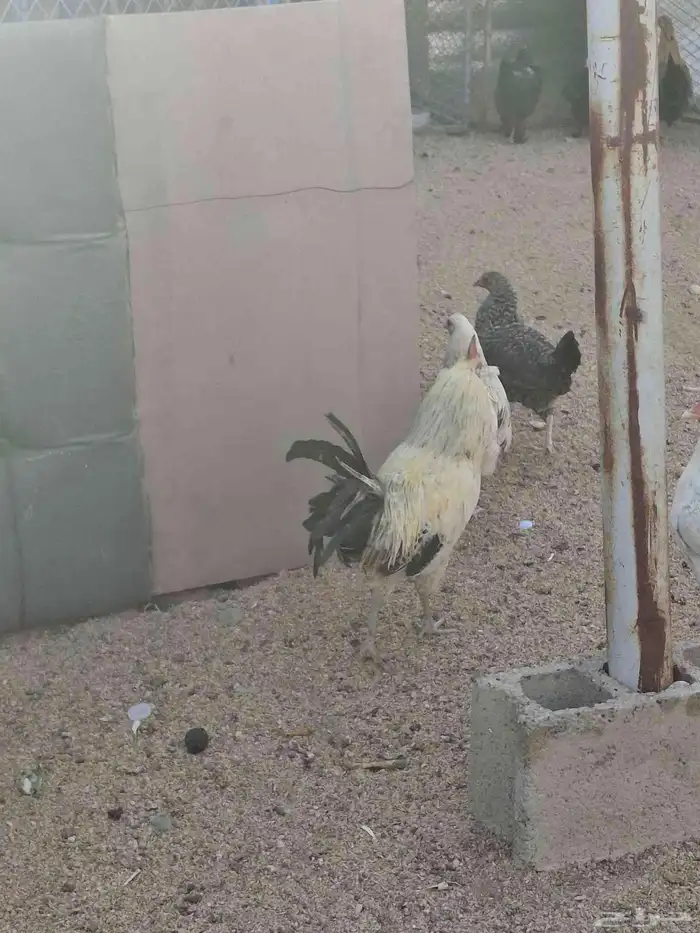 دجاج بلدي للبيع 1
