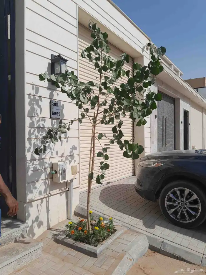 تنسيق حدائق أشجار وزهور 5