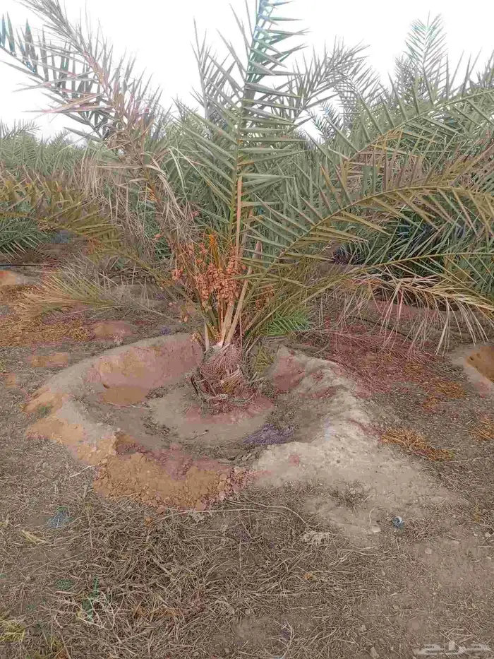 يوجد الدنيا نخل للبيع اخلاص مثمر 4