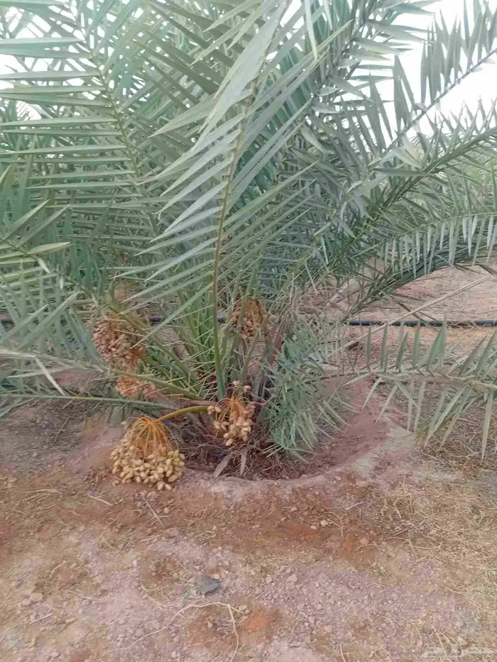 يوجد الدنيا نخل للبيع اخلاص مثمر 0