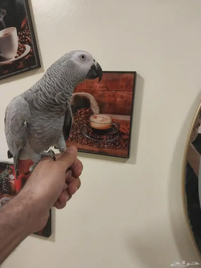 ببغاء كاسكو كابتن كلام 3