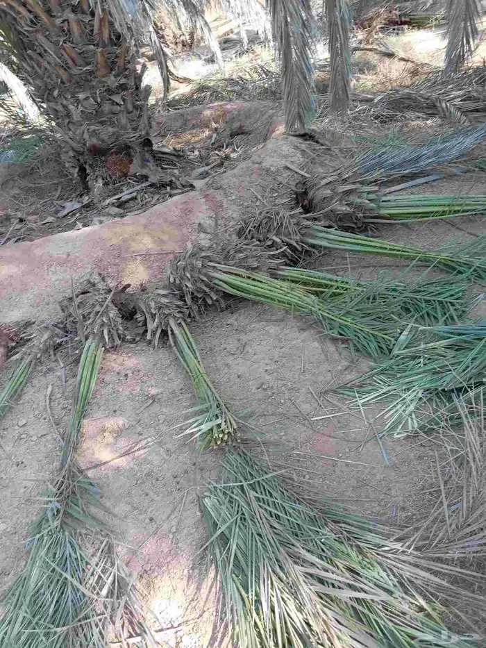 يوجد لدينا عمال للتواصل 0