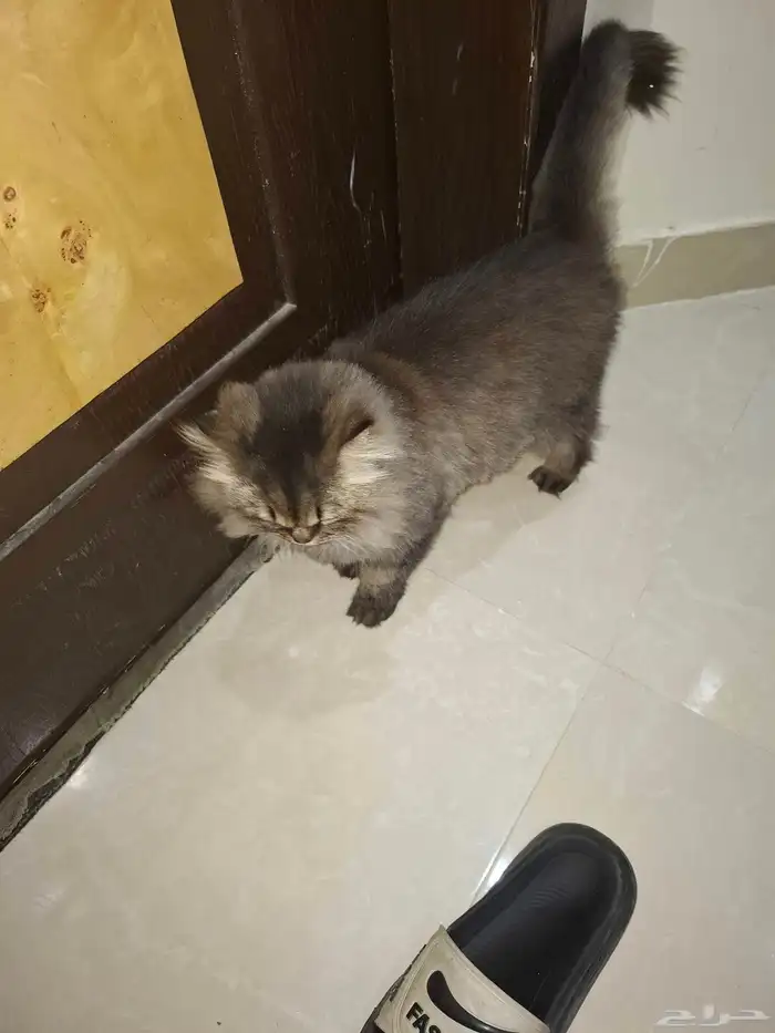 قطة للتبني 0