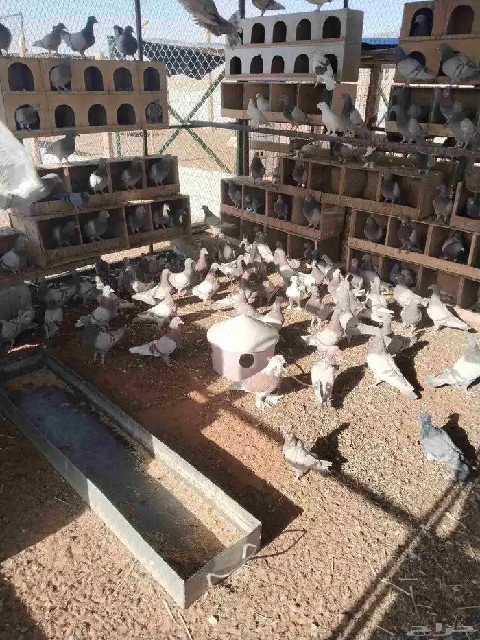 للبيع حمام فرنسي 2