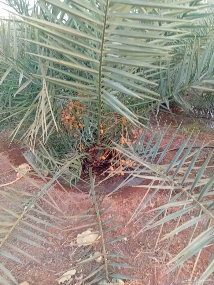 يوجد الدنيا نخل للبيع اخلاص مثمر 3