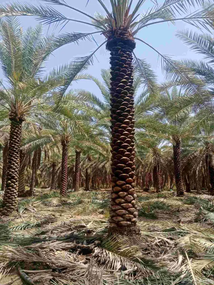 صيانه النخيل تكريب تحويض 1